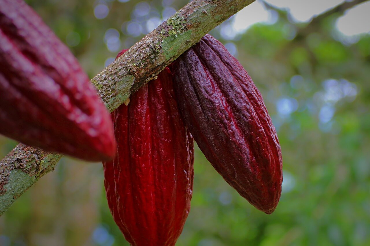 cocoa20