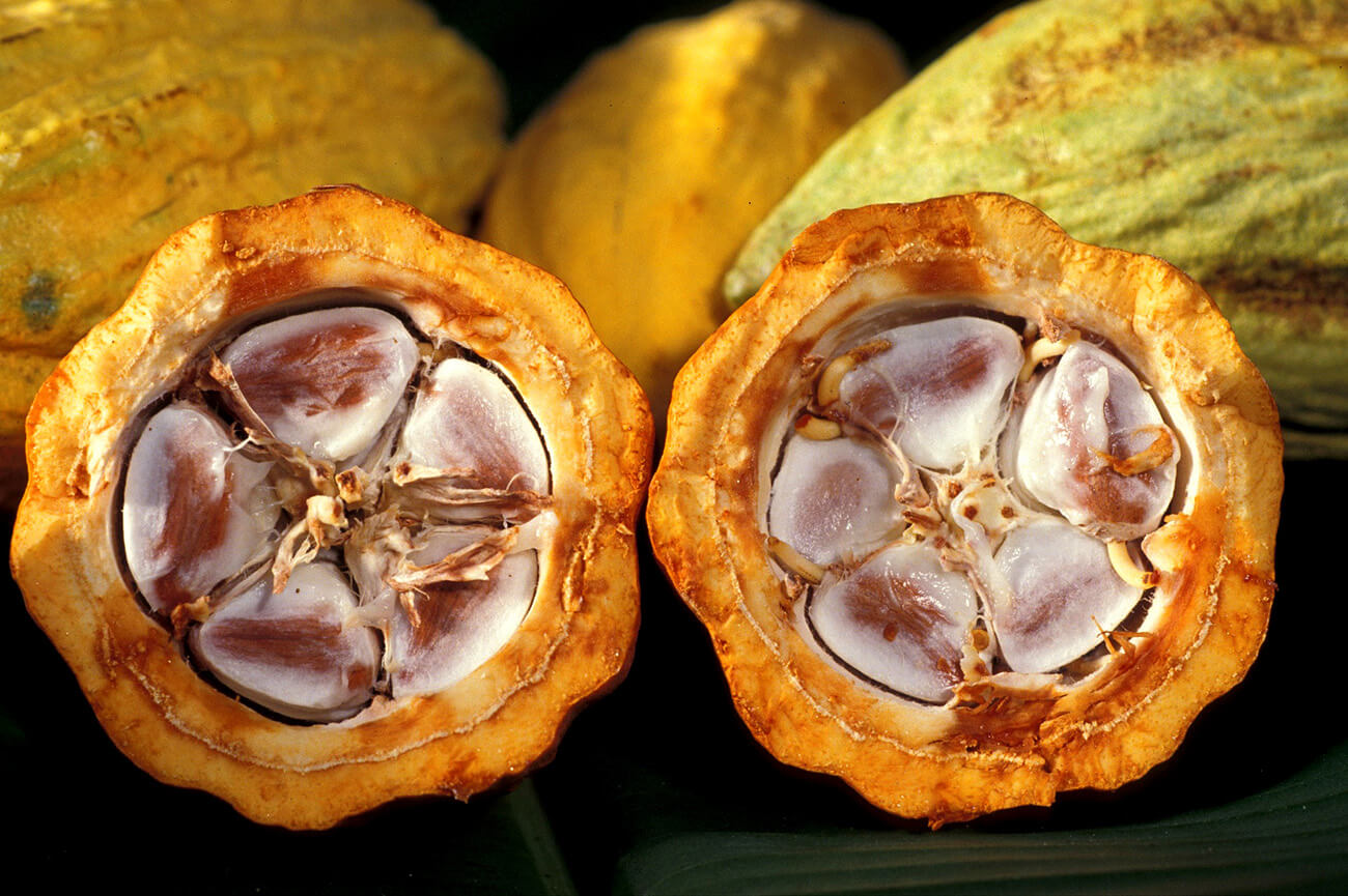 cocoa9