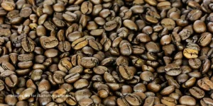 Trusted Cocoa Processor and Coffee Beans Partner