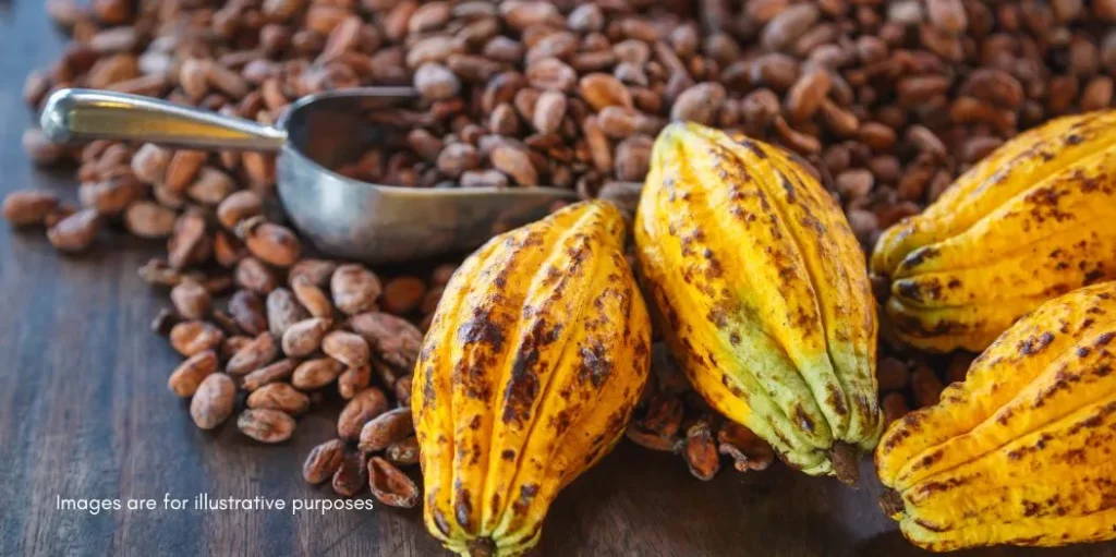 Leading Cocoa Processor