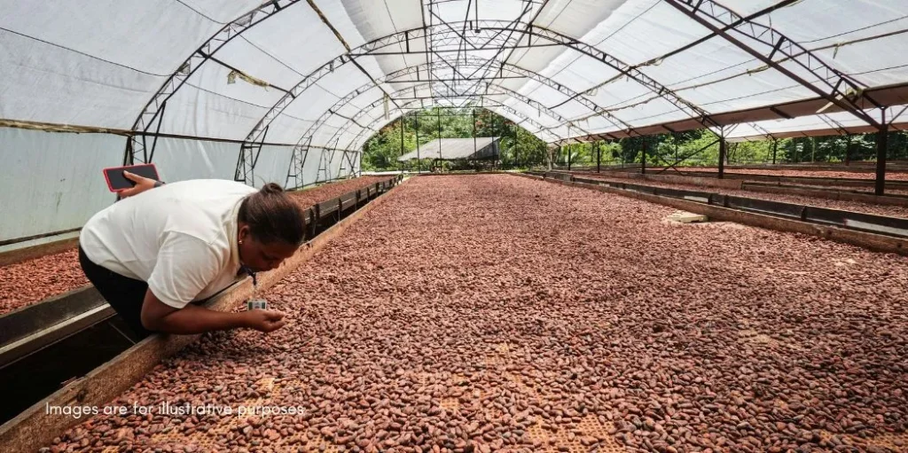 Chocolate Powder Insights from an Indonesian Cocoa Processor