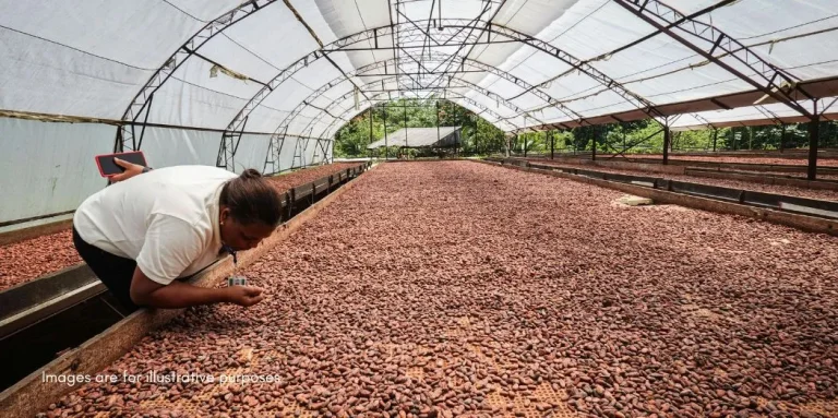 Chocolate Powder Insights from an Indonesian Cocoa Processor