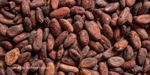 Cocoa Beans