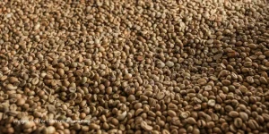 Cocoa Processor and Coffee Beans Company in Indonesia