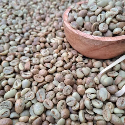robusta coffee beans